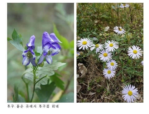 콩깍지 이미지