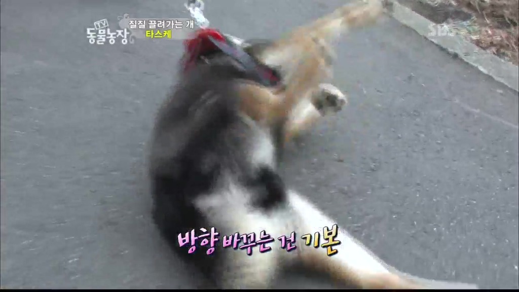 [동물농장] 목줄로 질질 끌려다니는 개.JPG | 인스티즈