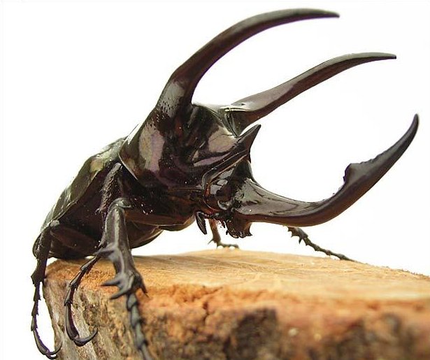 간지나는 곤충들(혐오주의).jpg | 인스티즈