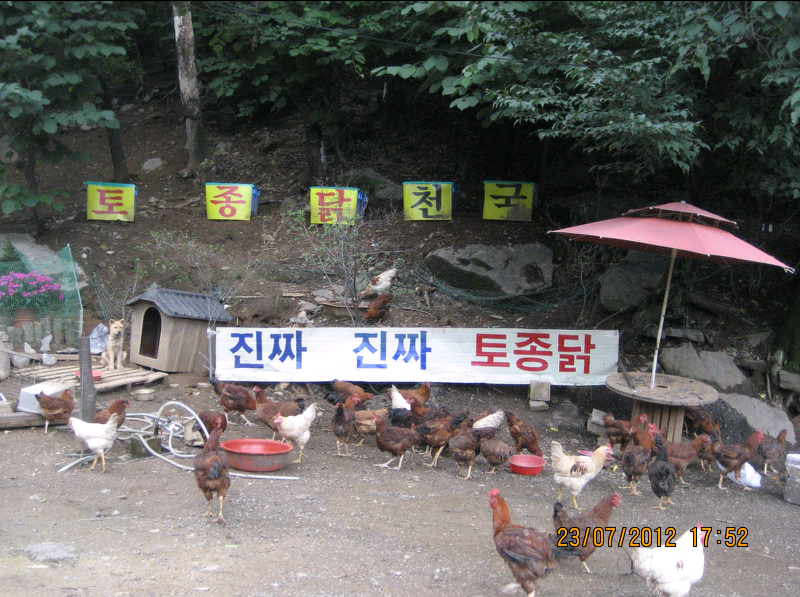장모님토종닭 이미지