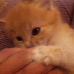 고양이 덕후들만... | 인스티즈