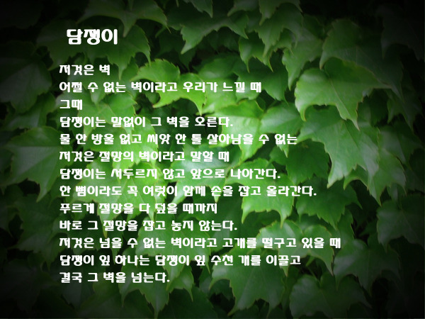 참호도과자 이미지