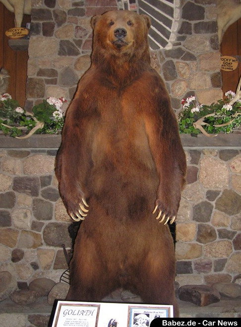 아프리카 코끼리 vs 맹수올스타 | 인스티즈