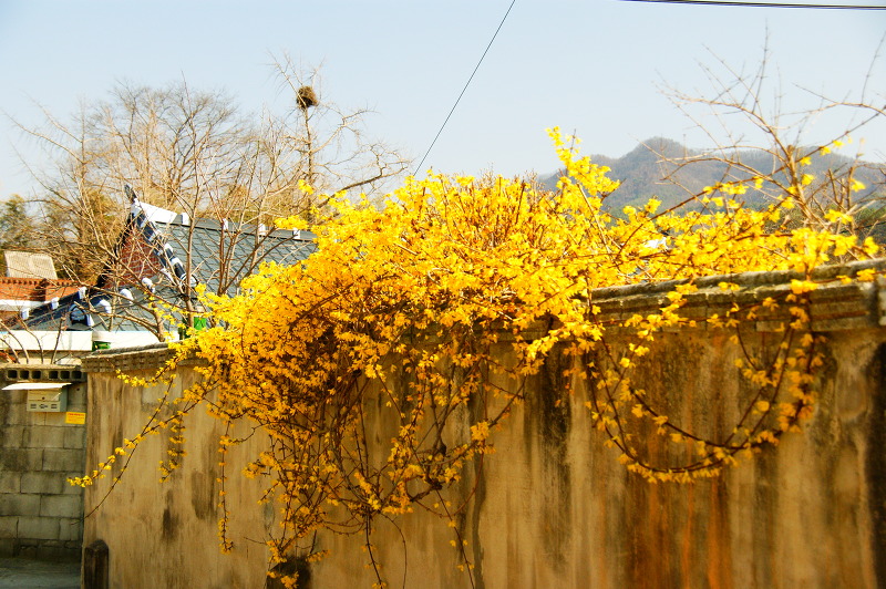 정읍한우 이미지
