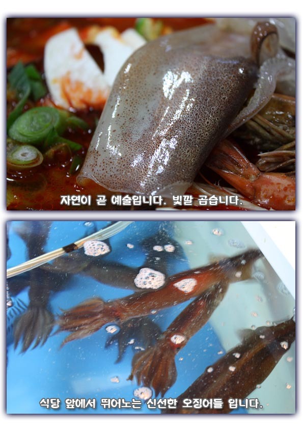 오징어와친구들 이미지