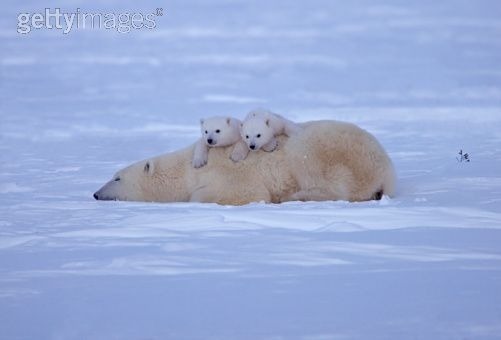 북극곰 이미지