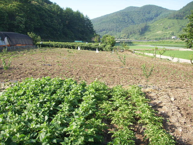콩밭 이미지