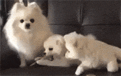 강아지의??? 실체.gif | 인스티즈
