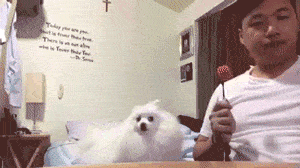 그 주인에 그 개.gif | 인스티즈