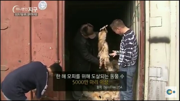 당신이 입고있는 따뜻한 겨울외투의 진실 (동물피 주의) | 인스티즈