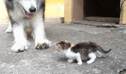 아기고양이가 무서운 대형견 | 인스티즈