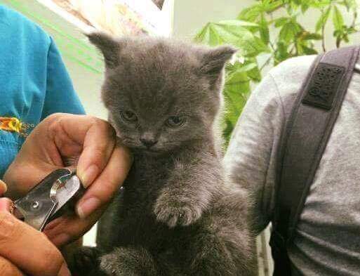 강아지와 고양이의 발톱 깎을때 차이 | 인스티즈