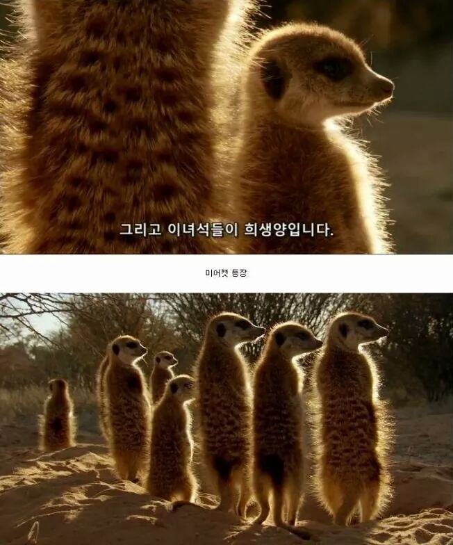 까마귀 인성수준 ㅎㅎㅎㅎㅎㅎㅎㅎ | 인스티즈