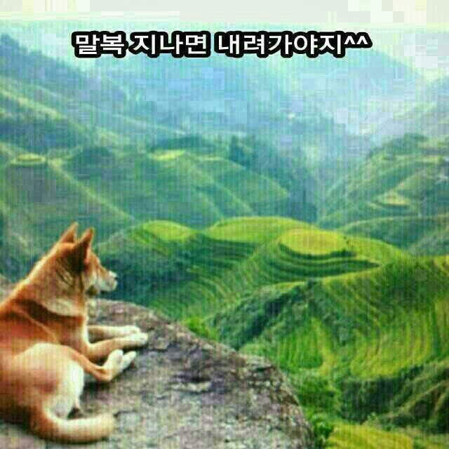 복 이미지