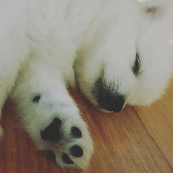 저도 집 강아지 사진 올려봐요_ | 인스티즈