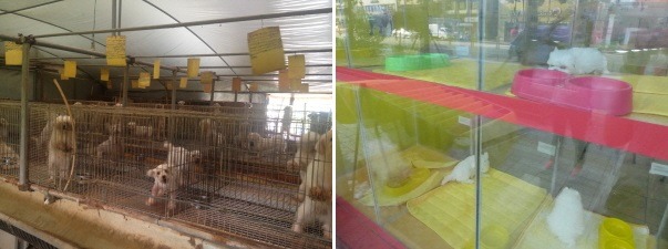 펫샵에서 판매하는 강아지들은 어디에서 왔을까요? | 인스티즈