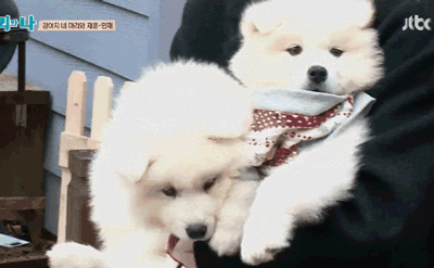 사모예드를 아시나요?.gif | 인스티즈