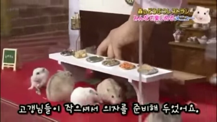 일본의 흔한 햄스터 레스토랑 (아파트 뿌심 주의) | 인스티즈