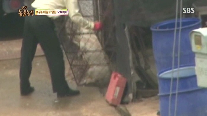 [TV동물농장] 동물농장에서 방송된 인천의 한 개 도축장의 현실.jpg | 인스티즈