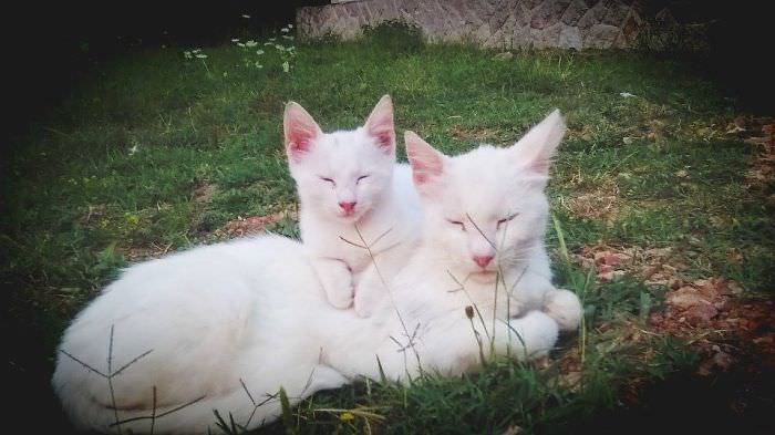 어미와 새끼 붕어빵 고양이.. | 인스티즈
