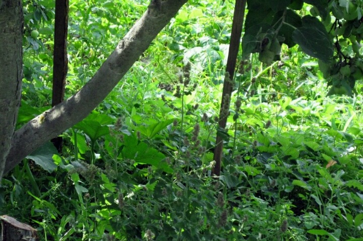 숨은 고양이 찾기 | 인스티즈