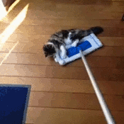 나른함과 귀찮음을 보여주는 고양이들 .gif | 인스티즈