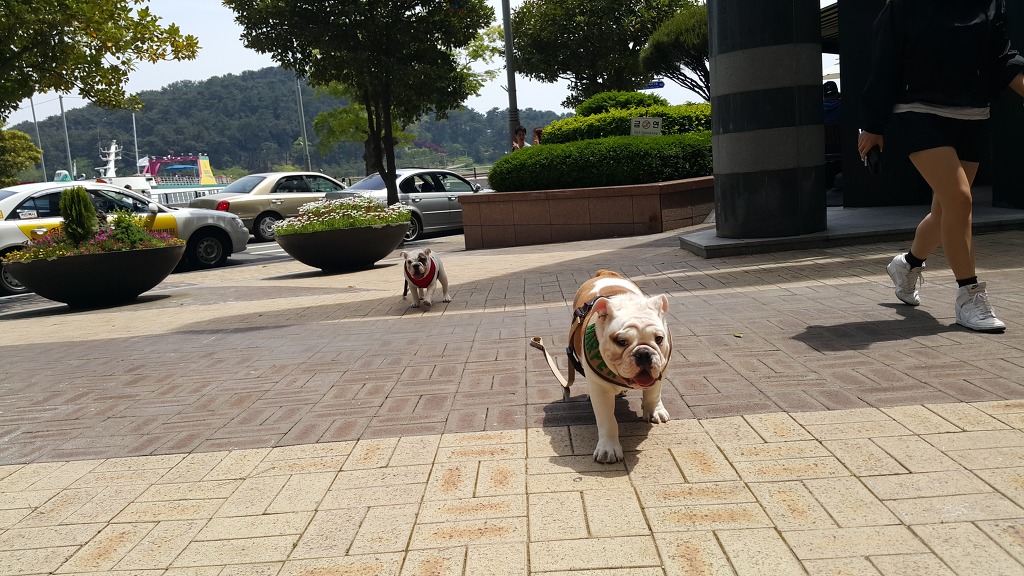 머꼬 이미지
