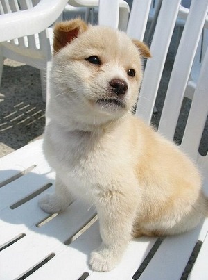 똥강아지 이미지