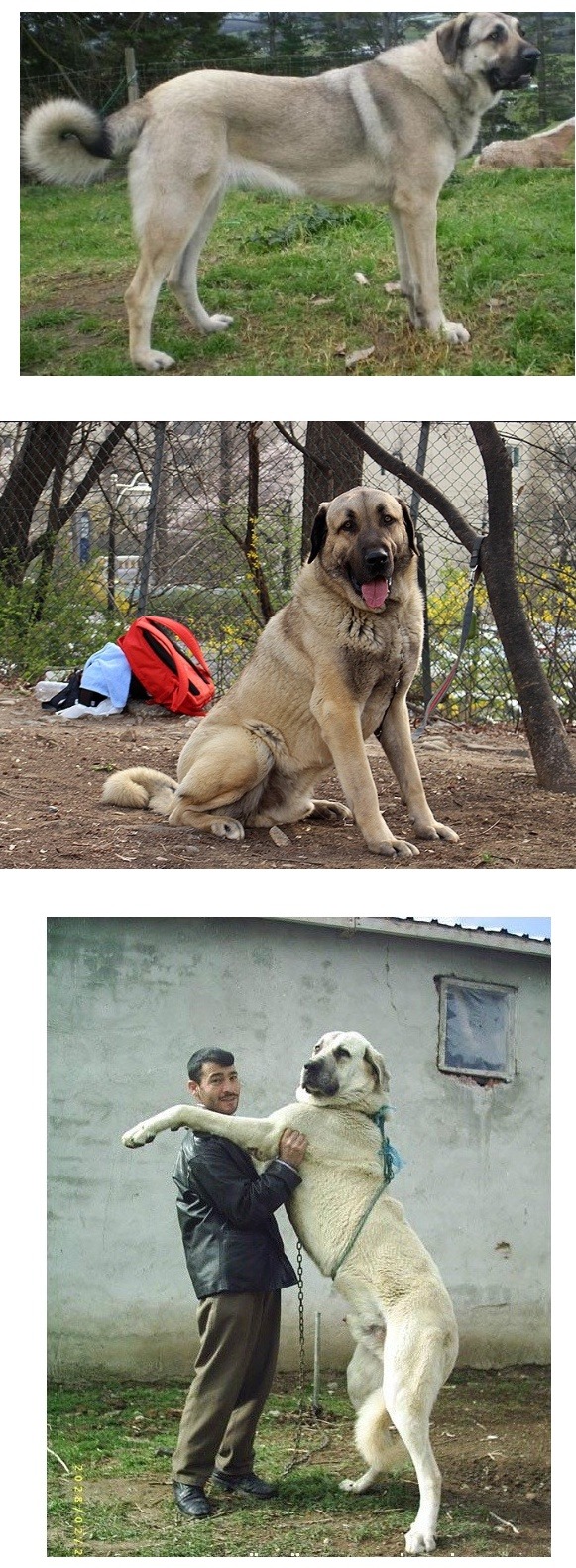국내에서도 은근 많이 키우는 대형견들 | 인스티즈