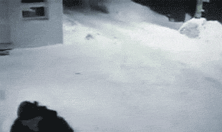 길 물어보는 고양이.gif | 인스티즈