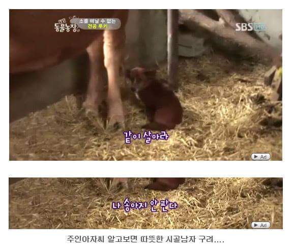의리빼면 시체인 강아지 | 인스티즈