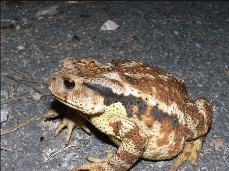 국내에서 가장 인지도 높은 개구리 | 인스티즈