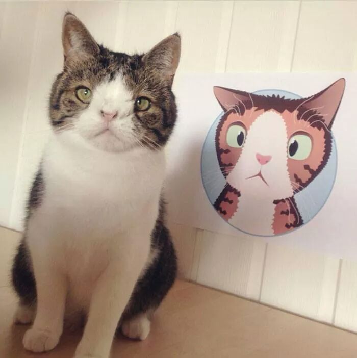 몬티 이미지