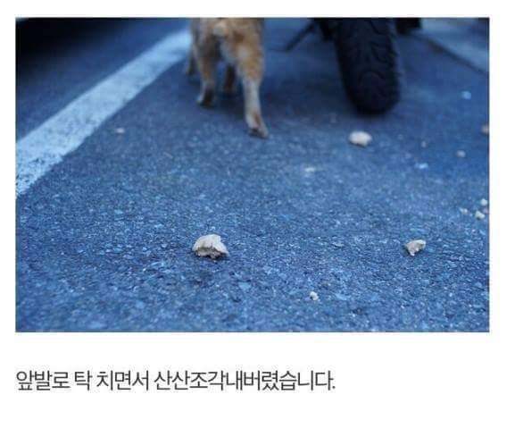 직접 먹이 만들어서 길고양이 밥먹이는 훈훈한 집사.jpg | 인스티즈