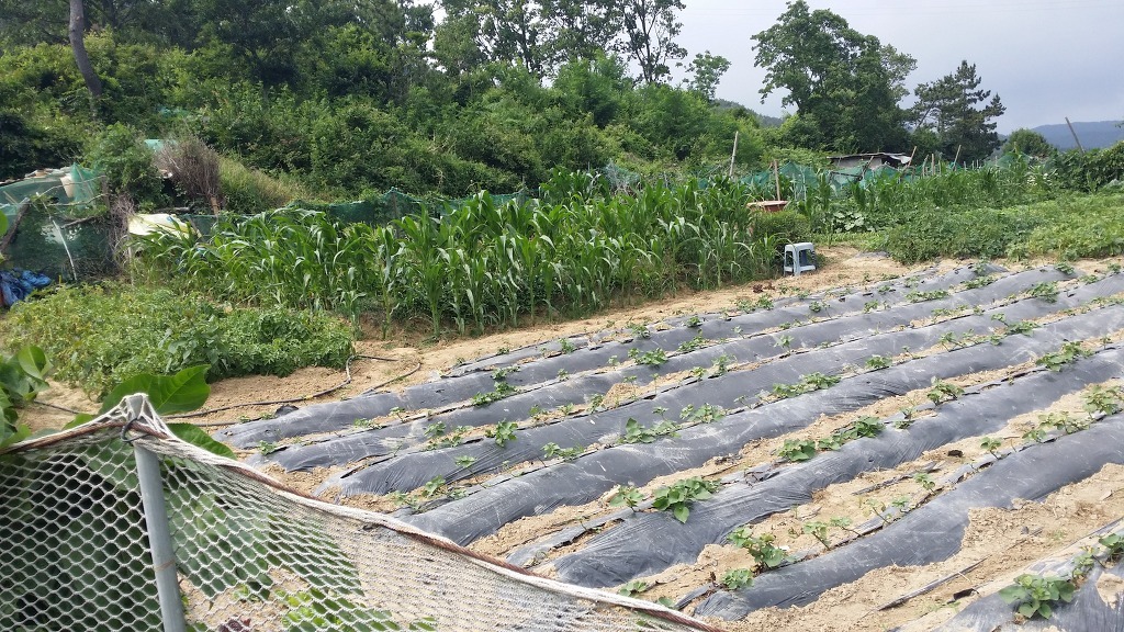소나타주유소 이미지