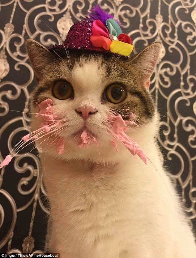 케익 먹는 고양이 | 인스티즈