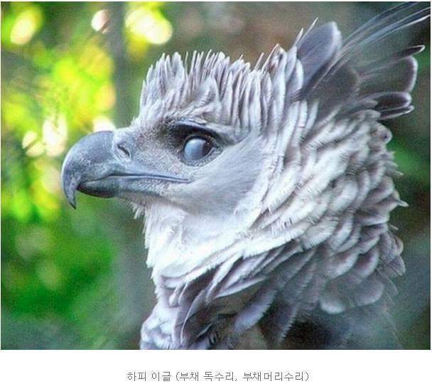 세상에서 가장 잘생겼다는 새.jpg | 인스티즈