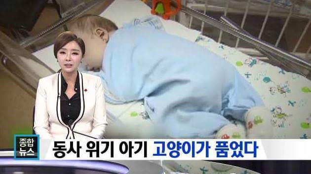사람보다 나은 애기를 품은 고양이 | 인스티즈