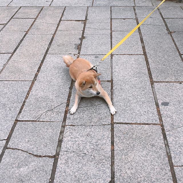 안 가 안 간다고.jpg | 인스티즈