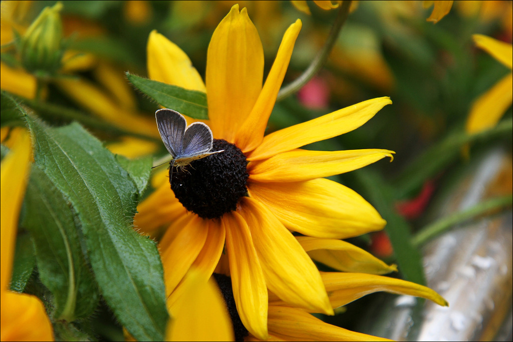 행복flower 이미지