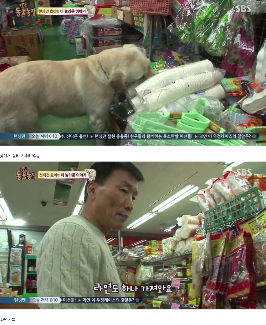 동물농장 완전 똑똑한 멍멍이 | 인스티즈