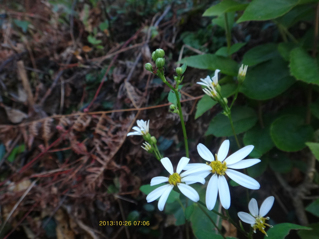 산박하(야생화) 이미지