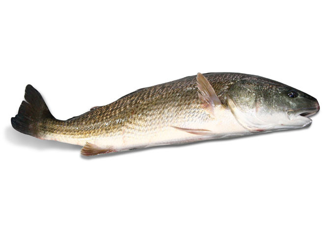 노량진 수산시장 완전 공략집 | 인스티즈