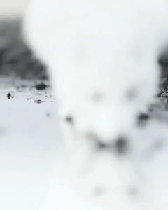 북극여우.gif | 인스티즈
