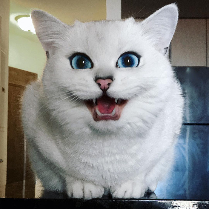 보석같은 눈을 가진 냥이 | 인스티즈