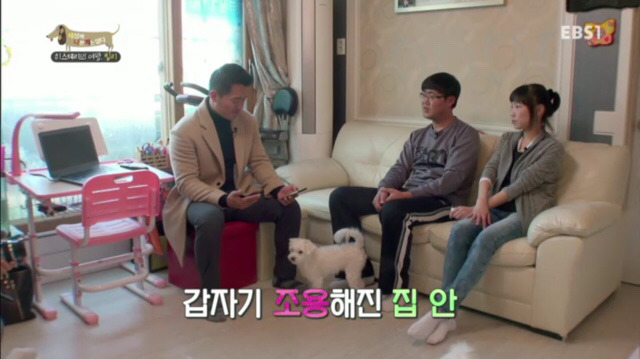 교배 업체에 보낸 후 사나워진 강아지 릴리 | 인스티즈