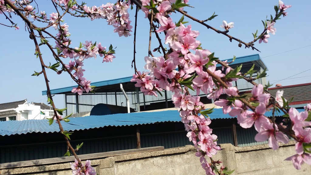 연분홍 이미지