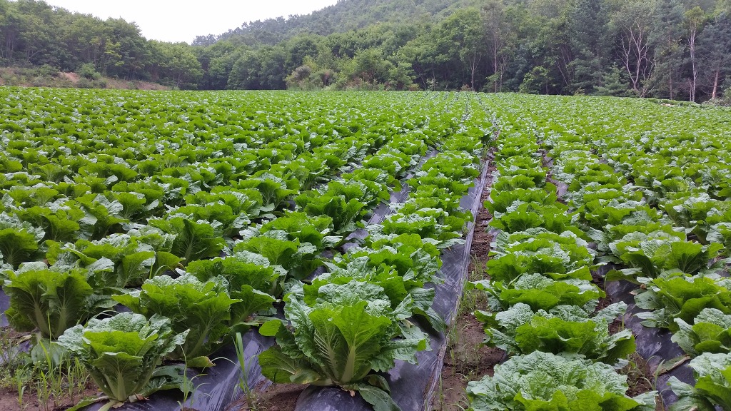 청송유기농 이미지