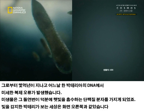 생물의 진화: 인간의 눈 | 인스티즈