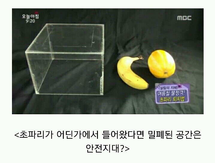 초파리가 저절로 생기는 이유 (경고 : 읽고 후회할수도 있음) | 인스티즈